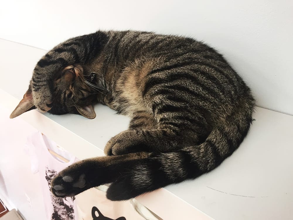 Sleepy Kittie Crumbs & Whiskers Cat Cafe