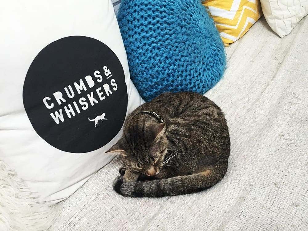 Crumbs & Whiskers Cat Cafe